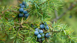 Juniper berries