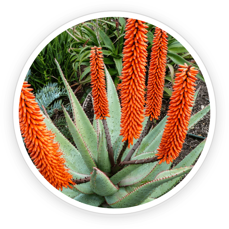 Cape Aloe