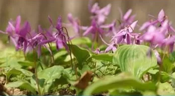 Corydalis-Yanhusuo-Plant1