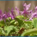 Corydalis-Yanhusuo-Plant1