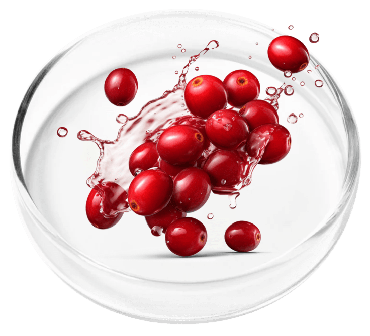 Cranberry Extract