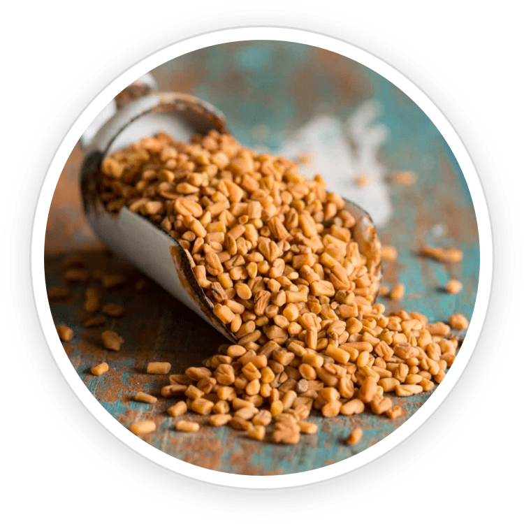 Fenugreek