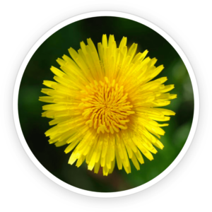 Inulin & Dandelion