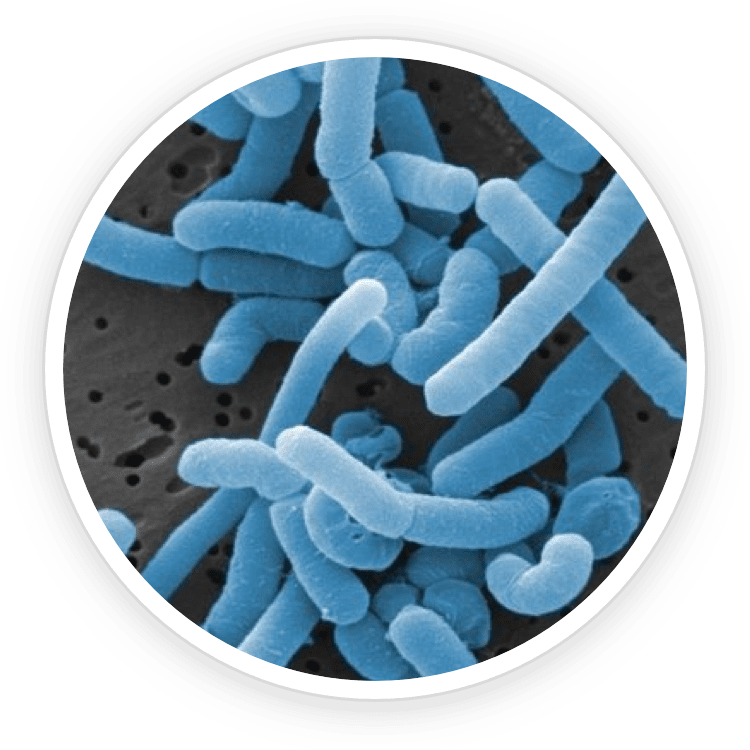 Lactobacillus Paracasei