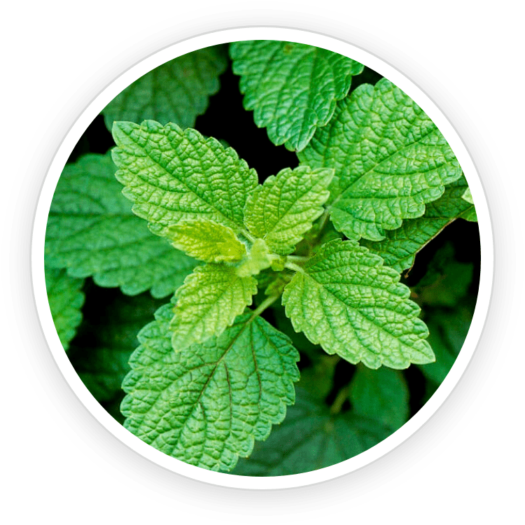 Lemon Balm