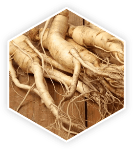 Panax Ginseng