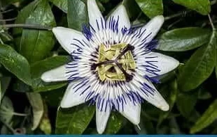 Passionflower1