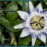 Passionflower1