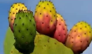 Prickly-Pear1