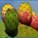 Prickly-Pear1