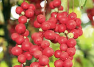 Schisandra