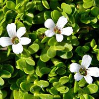 i-bacopa