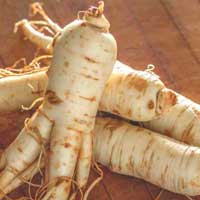 i-ginseng-root