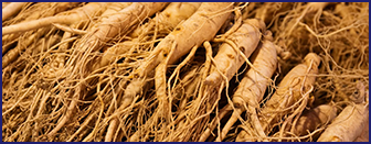 panax-ginseng