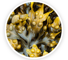 Bladderwrack Powder