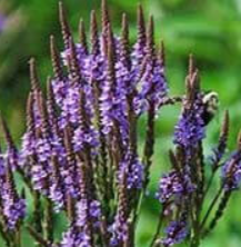 Egyptian Blue Vervain