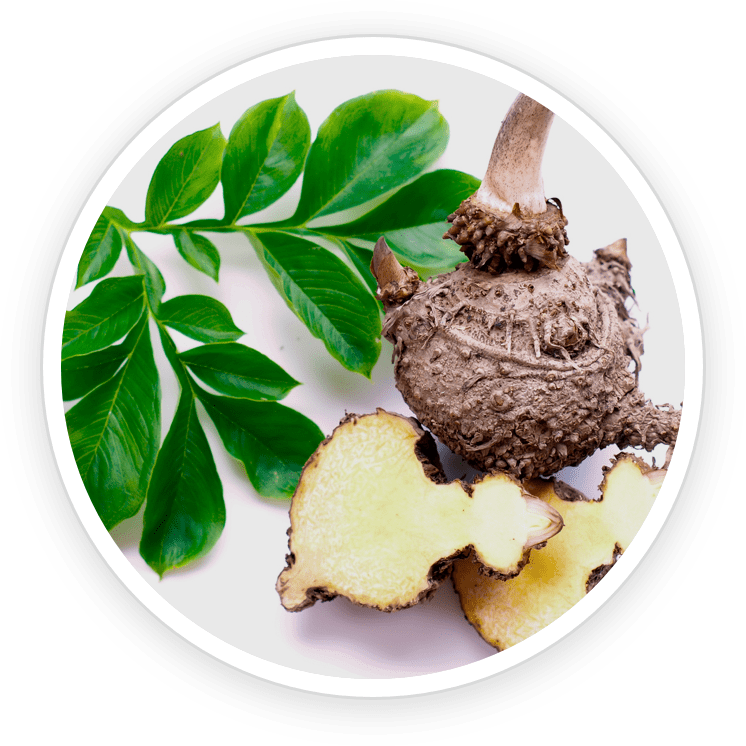 Konjac Glucomannan ingredient