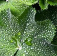 Lady's Mantle Herb