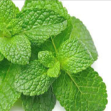 Pure Peppermint Oil