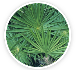 Saw Palmetto