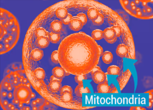 Mitochondria.